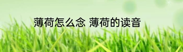 薄荷怎么念 薄荷的读音