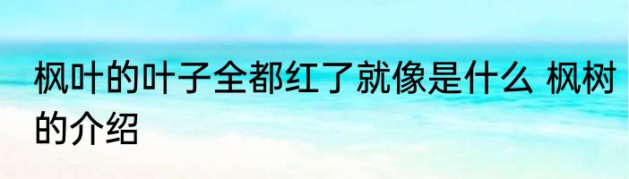 枫叶的叶子全都红了就像是什么 枫树的介绍