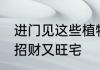进门见这些植物招财又旺宅 什么植物招财又旺宅