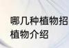 哪几种植物招财又旺宅 招财又旺宅的植物介绍