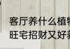 客厅养什么植物旺宅招财又好养 客厅旺宅招财又好养的植物
