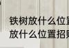 铁树放什么位置招财又旺宅 铁树应该放什么位置招财又旺宅