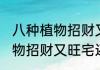 八种植物招财又旺宅放大门口 八种植物招财又旺宅还可以放大门口