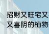 招财又旺宅又喜阴的植物 招财又旺宅又喜阴的植物有什么