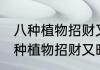 八种植物招财又旺宅摆放位置 关于八种植物招财又旺宅摆放位置