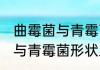 曲霉菌与青霉菌形状上的区别 曲霉菌与青霉菌形状上的区别是什么