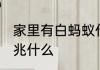 家里有白蚂蚁什么兆头 家里有白蚁预兆什么