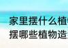家里摆什么植物造型招财又旺宅 家里摆哪些植物造型招财又旺宅