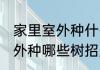家里室外种什么树招财又旺宅 家里室外种哪些树招财又旺宅