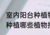 室内阳台种植物招财又旺宅 室内阳台种植哪些植物招财又旺宅