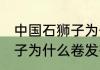 中国石狮子为什么都是卷发 中国石狮子为什么卷发有什么含义