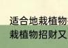 适合地栽植物招财又旺宅 哪些适合地栽植物招财又旺宅