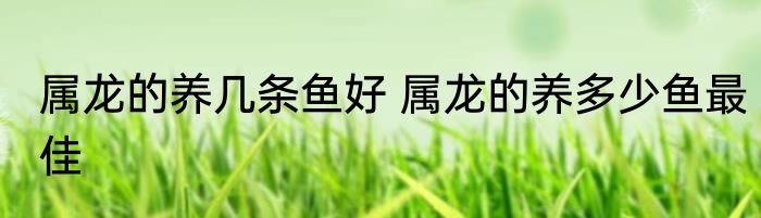属龙的养几条鱼好 属龙的养多少鱼最佳