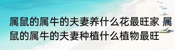 属鼠的属牛的夫妻养什么花最旺家 属鼠的属牛的夫妻种植什么植物最旺