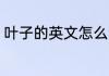 叶子的英文怎么读 叶子的英文的读音
