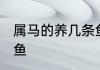 属马的养几条鱼好 属马人适合养多少鱼