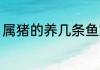 属猪的养几条鱼好 属猪适合养多少鱼