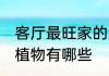 客厅最旺家的三种多肉 最旺家的多肉植物有哪些