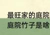 最旺家的庭院竹子是什么竹 最旺家的庭院竹子是啥竹