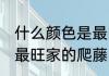 什么颜色是最旺家的爬藤 哪种颜色是最旺家的爬藤