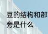 豆的结构和部首是什么 豆的结构和偏旁是什么