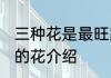 三种花是最旺家的花 三种花是最旺家的花介绍