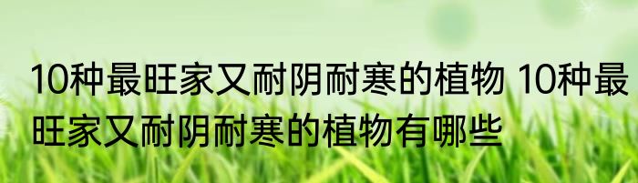 10种最旺家又耐阴耐寒的植物 10种最旺家又耐阴耐寒的植物有哪些