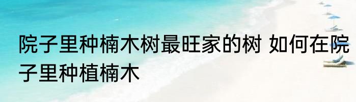 院子里种楠木树最旺家的树 如何在院子里种植楠木