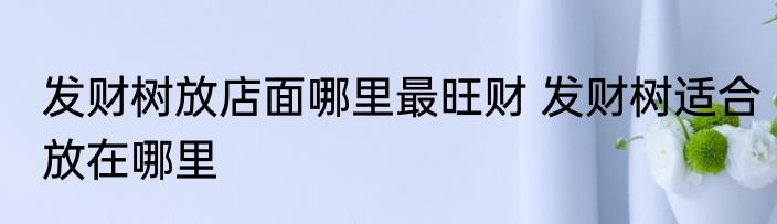 发财树放店面哪里最旺财 发财树适合放在哪里