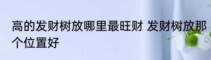 高的发财树放哪里最旺财 发财树放那个位置好