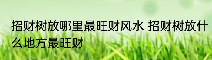 招财树放哪里最旺财风水 招财树放什么地方最旺财