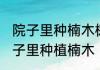 院子里种楠木树最旺家的树 如何在院子里种植楠木