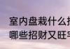 室内盘栽什么招财又旺宅呢 室内盘栽哪些招财又旺宅