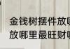 金钱树摆件放哪里最旺财 金钱树摆件放哪里最旺财呢