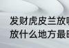 发财虎皮兰放哪里最旺财 发财虎皮兰放什么地方最旺财