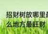招财树放哪里最旺财风水 招财树放什么地方最旺财