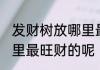 发财树放哪里最旺财视频 发财树放哪里最旺财的呢