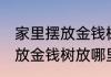 家里摆放金钱树放哪里最旺财 家里摆放金钱树放哪里