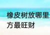橡皮树放哪里最旺财 橡皮树放什么地方最旺财
