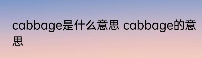 cabbage是什么意思 cabbage的意思