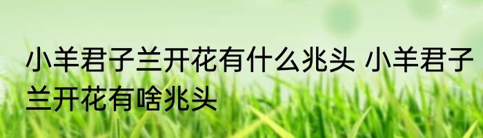 小羊君子兰开花有什么兆头 小羊君子兰开花有啥兆头