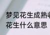 梦见花生成熟收花生 梦见花生成熟收花生什么意思