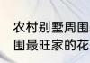 农村别墅周围最旺家的花 农村别墅周围最旺家的花有哪些