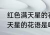 红色满天星的花语是什么意思 红色满天星的花语是啥意思的呢