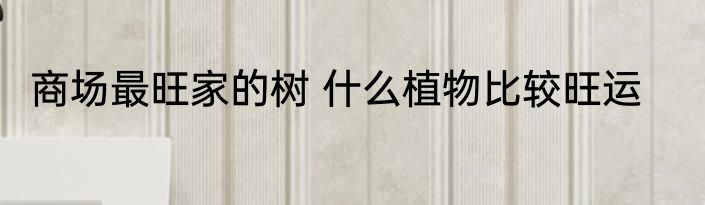 商场最旺家的树 什么植物比较旺运