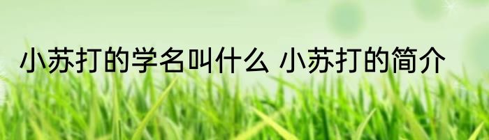 小苏打的学名叫什么 小苏打的简介