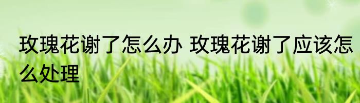 玫瑰花谢了怎么办 玫瑰花谢了应该怎么处理
