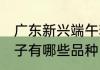 广东新兴端午粽子买什么好 广东的粽子有哪些品种