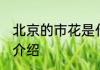 北京的市花是什么花啊 关于北京市花介绍