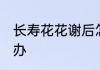 长寿花花谢后怎么办 长寿花花谢后咋办
